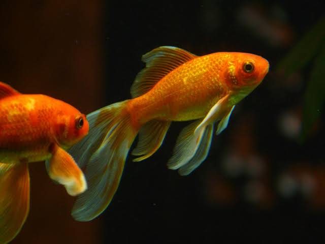 Goldfish Name